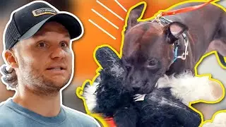 EXTREMELY LEASH AGGRESSIVE DOG TRAINING!