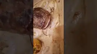 Поймал сома