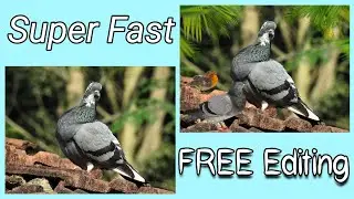 Photo editing | Bird Sticker🕊️Sat and Tree Sticker 🌴set