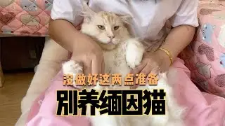 鏟屎媽又來勸妳別養緬因貓了，不僅拆家還費鏟屎官！