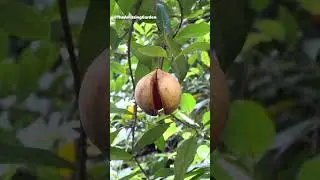 Nutmeg fruit on a tree, cover, aril (mace) and seed. #agriculture #spice #spices