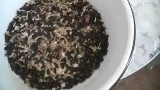 We are reducing the time it takes to breed Mealworms.