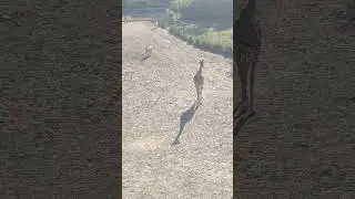 skyride 2