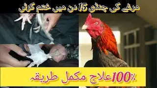 murghy ki chandi bilkul jar sy khtm kary ☺️☺️aseel murgha ka zakham sai ho jae