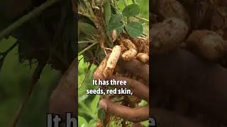 Organic Dryland Peanuts for New Mexico