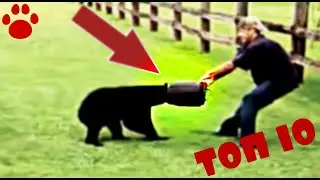Топ 10 Случаев необычного поведения животных