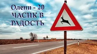Олени-20 - ЧАСИК В РАДОСТЬ
