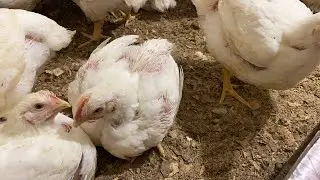 Бройлерам 36 дней вес до 3 кг. Вопрос ответ