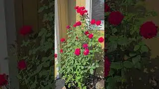 ШИКАРНЫЕ РОЗЫ 🌹 🌹 🌹 #огород  #garden
