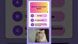 Why do cows wear bells?
