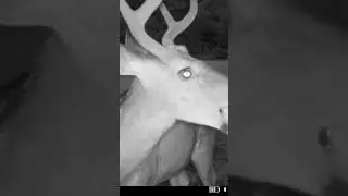 BUCK chewing on an apple #2024 #deer #new #nature #trailcam #apple #night #summer #wildlife #trying