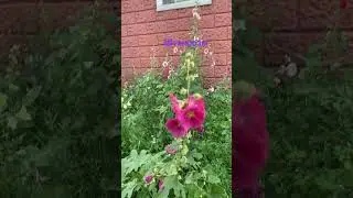 Штокрозы