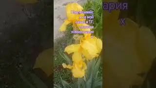 Ирисы. #мойсад #цветы #любовь #здоровье #красота #музыка #женскоездоровье #доход #работа