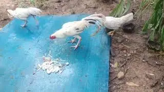 How to feed animals
