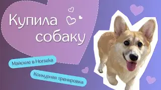 Купила собаку? | Майские в Horseka | Конкурная тренировка