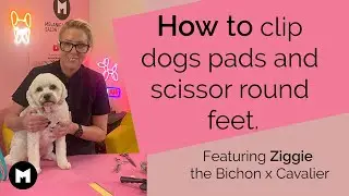 How to clip dog’s pads and scissor round feet.