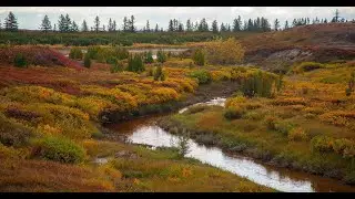 Boreal Forests and Tundra Will be Hardest Hit as Climate Changes