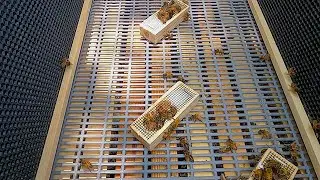 How To Make A Queen Bank For Honey Bee Queens In A Queenright Colony