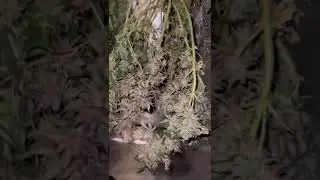 Plants hanging for drying