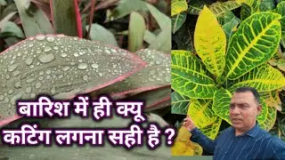 बारिश में कौन सी कटिंग लगना चाहिए ओर क्यों? ||#plantpropagation