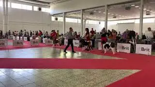 AMERICAN AKITA, ORION SUPER STAR  ZOV SERDTSA- JBOB, GRAND PRIX SLOVAKIA WINNER, BOB
