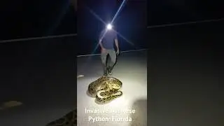 Invasive Python Florida 