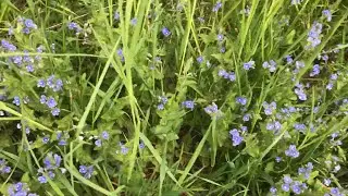 Вероніка в Миролюбівському парку  - Germander Speedwell ( Veronica chamaedrys )
