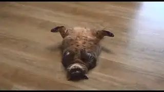 Очень толстый кот