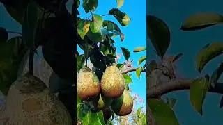 Как сохранить груши до весны? #интересно #урожай #shorts