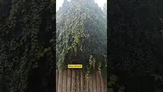 23.07.24г🌹Природное украшение!!! Супер!!!