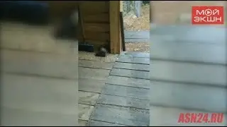 Бурундуки испугались друг друга
