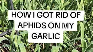 How I Got Rid of Sap Sucking Aphids on my Garlic