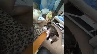 💪Лирикум OMG  Рожевич⭐ усатый нянь