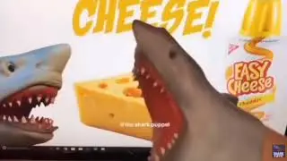Funniest Shark puppet compilation #1