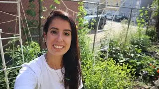 Plot Garden Rat Problem Update (It’s getting too hard)