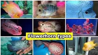 TYPES OF FLOWERHORN || J. F. K