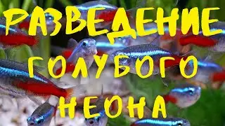 BREEDING BLUE NEON FISH PART 1. SPAWNING, ROE, LARVAE (English subtitles)