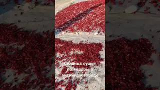Турецкие помидорчики ❤️