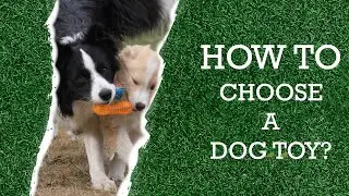 How to choose a dog toy?