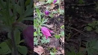 Наши прострелы на осень