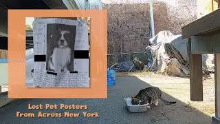 'Lost Pets of New York' Launch Trailer