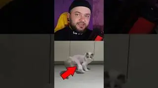 Реакция котов на то, что их ПОБРИЛИ😳