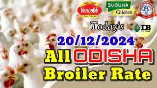 #TodayBroilerRate || #TodayChaickenRate || #ChickenRate || Dt- 20/12/2024