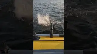 ВОТ ЭТО ОН ВЖАРИЛ!!! ШНУР НЕ ВЫДЕРЖАЛ!!! #fishing #ловлярыбы t #рыбалка #рыбалкасподвохом #судак