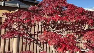 OMIYA BONSAI 大宮盆栽美術館 山もみじ「武蔵ヶ丘」