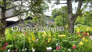 (348) Orchid Waterfall at Bird Paradise - Singapore