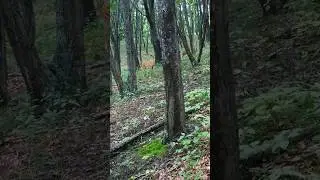 🦌🦌🦌