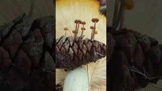 would you go mushroom hunting with me? 🥰🍄 