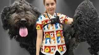 I Removed Pounds of Matted Fur From This Dog