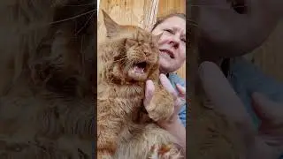 Мейн кун. Кот Джокер. Весна! поем от души!